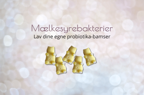 lav dine egne probiotika bamser af mælkesyrebakterier